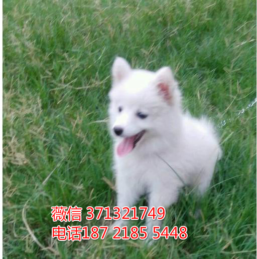 天津狗狗尖嘴银狐犬出售 天津特价犬舍 全国发