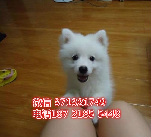 济南宠物 银狐 犬出售纯种 济南犬舍 济南特价