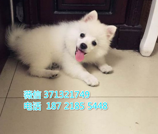 深圳狗狗 银狐犬出售纯种幼犬 深圳实体店 全