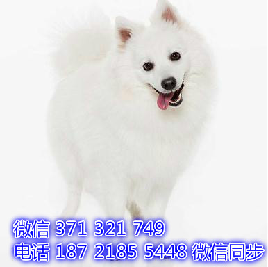 沈阳全国发货 银狐犬纯种幼犬 沈阳犬舍促销