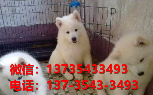 北京宠物狗狗犬舍出售纯种银狐犬 日本尖嘴银