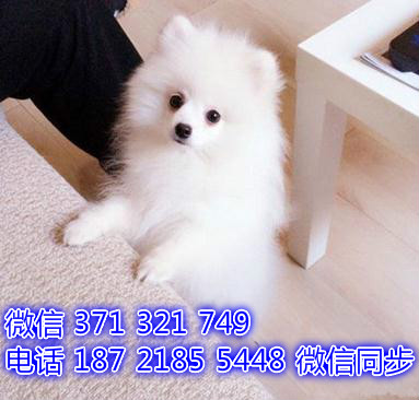 天津宠物狗狗银狐犬出售幼犬 全国可以发货燎