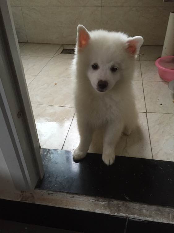 成都犬舍出售纯种银狐犬幼犬 日本尖嘴犬尖嘴