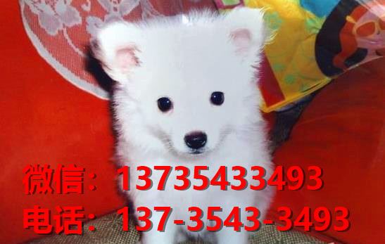 青岛宠物狗狗犬舍出售纯种银狐犬 日本尖嘴银