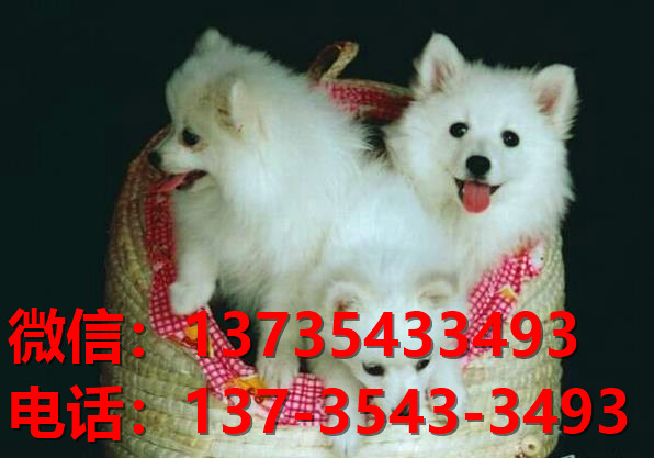 郑州宠物狗狗犬舍出售纯种银狐犬 日本尖嘴犬 