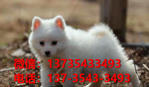 武汉宠物狗狗犬舍出售纯种银狐犬 日本尖嘴银