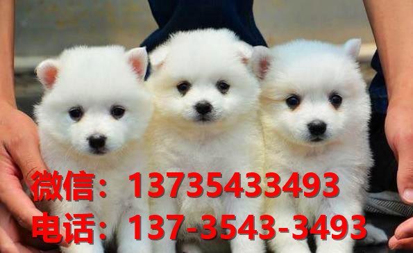 石家庄宠物狗狗犬舍出售纯种银狐犬 日本尖嘴