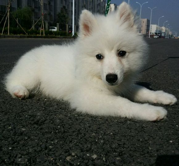 苏州犬舍出售纯种银狐犬幼犬 日本尖嘴犬尖嘴