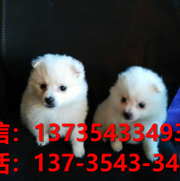 南宁宠物狗狗犬舍出售纯种银狐犬 日本尖嘴银