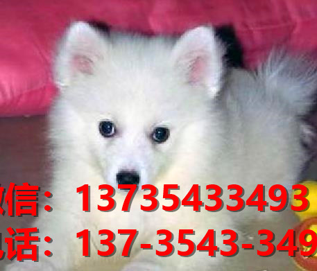 上海宠物狗狗犬舍出售纯种银狐犬 日本尖嘴犬 