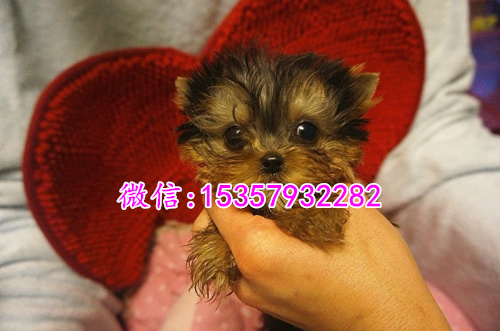 ?？谀睦镉新粼伎讼募鄹穸嗌?茶杯体约克夏多