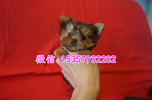 ?？谀睦镉新粼伎讼募鄹穸嗌?茶杯体约克夏多少钱 约克夏好养吗