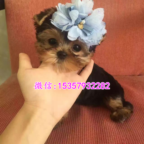 海口哪里有卖约克夏价格多少 茶杯体约克夏多少钱 约克夏好养吗