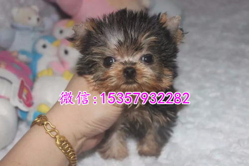 南昌哪里有卖约克夏价格多少 茶杯体约克夏多