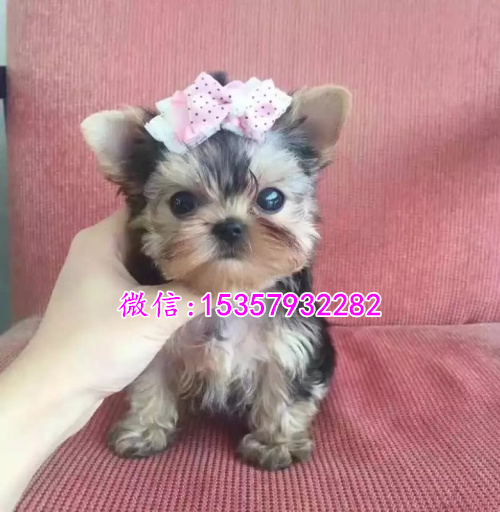 衡阳哪里出售纯种约克夏幼犬 衡阳哪里有宠物