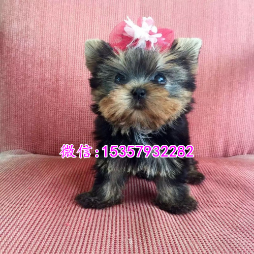 长沙哪里出售纯种约克夏幼犬 长沙哪里有宠物店 长沙约克夏多钱