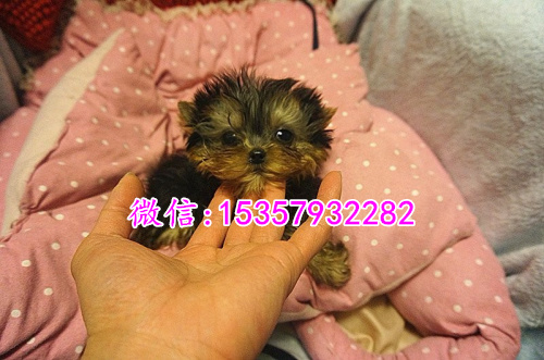 大连哪里出售纯种约克夏幼犬 大连哪里有宠物