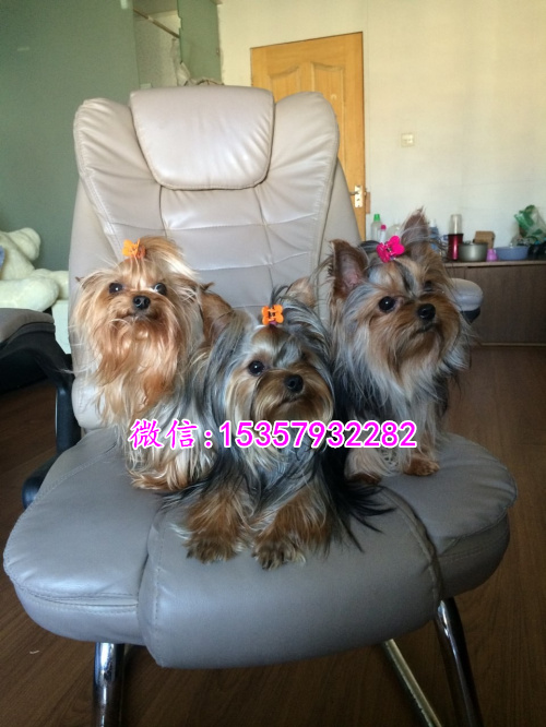 衡阳哪里出售纯种约克夏幼犬 衡阳哪里有宠物店 衡阳约克夏多钱