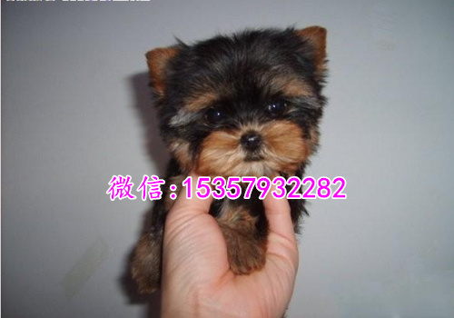 衡阳哪里出售纯种约克夏幼犬 衡阳哪里有宠物店 衡阳约克夏多钱
