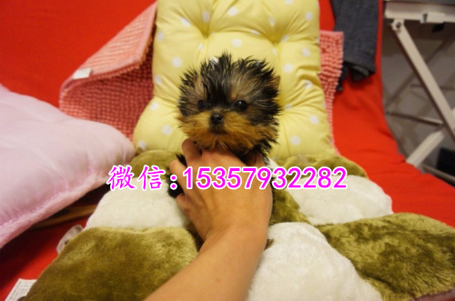 武汉哪里有卖约克夏价格多少 茶杯体约克夏多