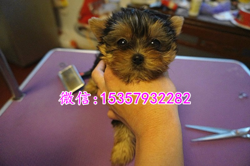 厦门哪里出售纯种约克夏幼犬 厦门哪里有宠物