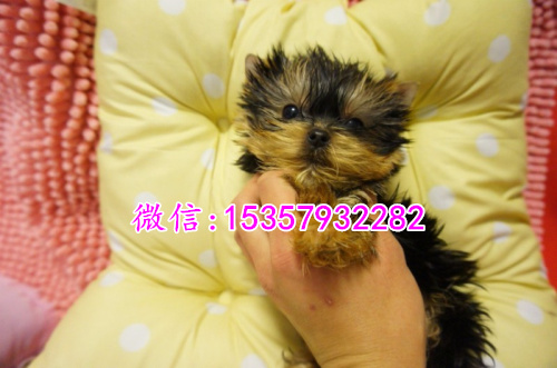 衡阳哪里出售纯种约克夏幼犬 衡阳哪里有宠物店 衡阳约克夏多钱