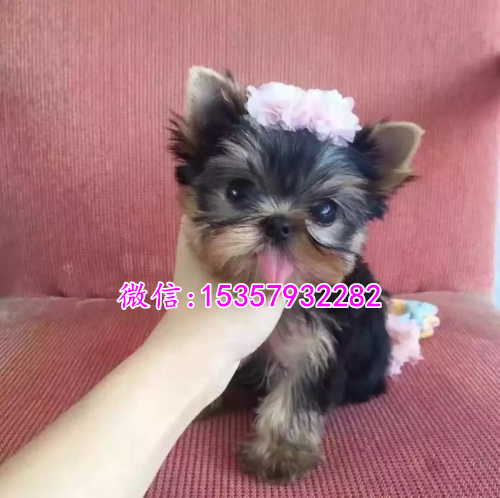 厦门哪里有卖约克夏价格多少 茶杯体约克夏多