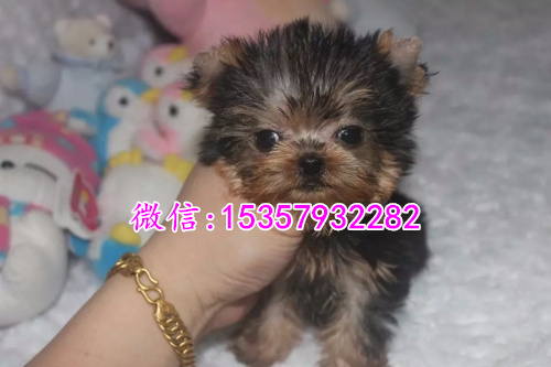 上海哪里出售纯种约克夏幼犬 上海哪里有宠物店 上海约克夏多钱