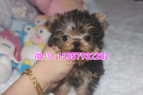 长沙哪里出售纯种约克夏幼犬 长沙哪里有宠物店 长沙约克夏多钱