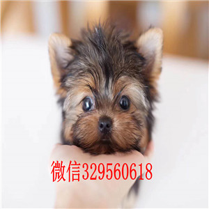 衡阳哪里有卖约克夏 纯种约克夏多少钱一只  