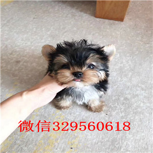 青岛约克夏幼犬出售 小体约克夏价格 金头银背约克夏