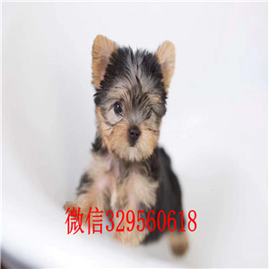 青岛约克夏幼犬出售 小体约克夏价格 金头银背