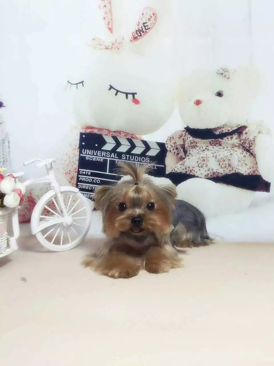 长沙市约克夏多少钱 长沙市哪里卖健康的约克