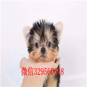 武汉哪里卖约克夏多少钱，约克夏价格，约克夏好养