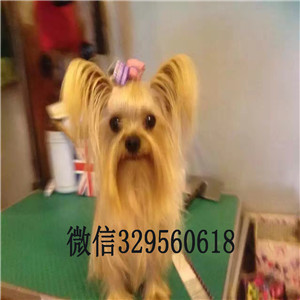 大港哪里有卖纯种约克夏小狗宠物狗狗约克夏幼犬金头银背约克夏梗犬小体约克夏幼犬