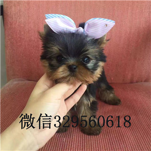 北碚哪里出售约克夏约克夏的图片小体纯种约克夏幼犬约克夏幼犬金头银背