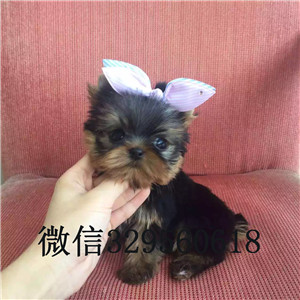 白山哪里出售约克夏宠物狗狗约克夏幼犬小体纯种约克夏幼犬约克夏幼犬金头银背