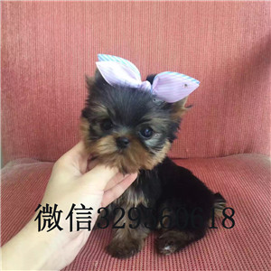 周口哪里有卖纯种约克夏小狗约克夏的图片小体纯种约克夏幼犬小体约克夏幼犬