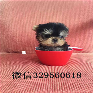 大港哪里有卖纯种约克夏小狗宠物狗狗约克夏幼犬金头银背约克夏梗犬小体约克夏幼犬