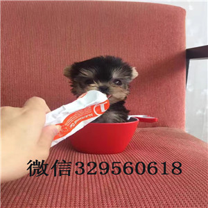 河北出售纯种金头银背约克夏约克夏的图片赛级约克夏犬极品约克夏幼犬待售