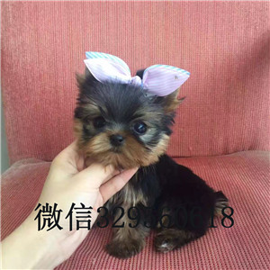 深圳哪里有卖纯种约克夏小狗宠物狗狗约克夏幼犬赛级约克夏犬小体约克夏幼犬