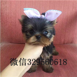 白山哪里出售约克夏宠物狗狗约克夏幼犬小体纯种约克夏幼犬约克夏幼犬金头银背