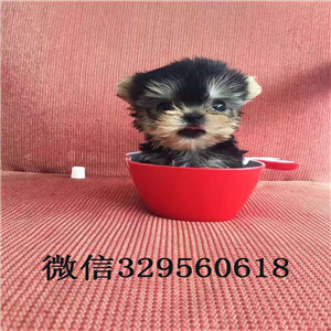 河北出售纯种金头银背约克夏约克夏的图片赛级约克夏犬极品约克夏幼犬待售