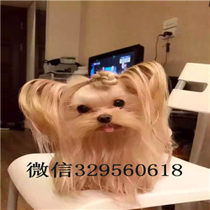 滨州出售纯种金头银背约克夏约克夏的价格赛级约克夏犬极品约克夏幼犬待售