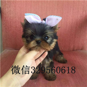 青岛哪里有卖纯种约克夏小狗宠物狗狗约克夏幼犬小体纯种约克夏幼犬约克夏幼犬金头银背