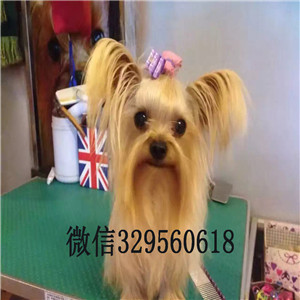 北碚哪里出售约克夏约克夏的图片小体纯种约克夏幼犬约克夏幼犬金头银背