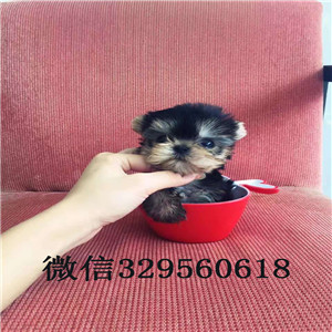 厦门哪里出售约克夏约克夏的价格金头银背约克夏梗犬小体约克夏幼犬