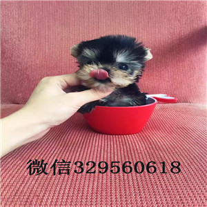 和平哪里出售约克夏宠物狗狗约克夏幼犬小体纯