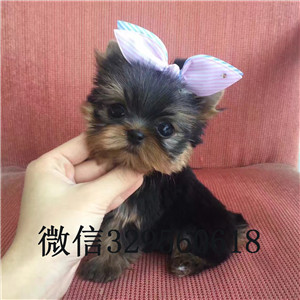 白山哪里出售约克夏宠物狗狗约克夏幼犬小体纯种约克夏幼犬约克夏幼犬金头银背