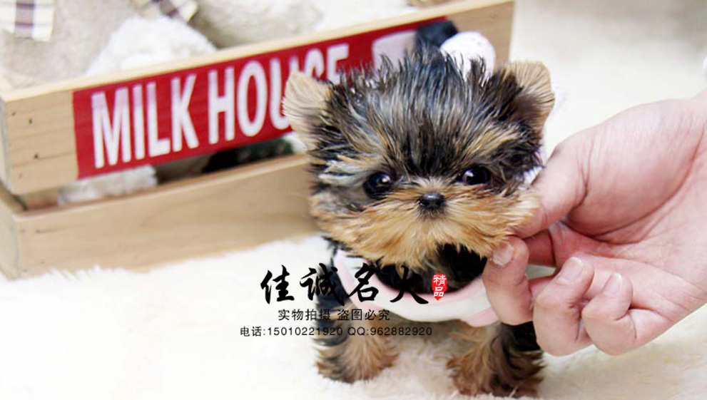 哪里卖纯种约克夏幼犬 约克夏价格 约克夏性格